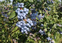 Borówka – koniec zbiorów 15 sierpnia?!