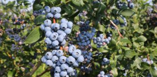 Borówka – koniec zbiorów 15 sierpnia?!