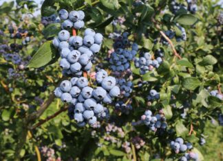 Borówka – koniec zbiorów 15 sierpnia?!