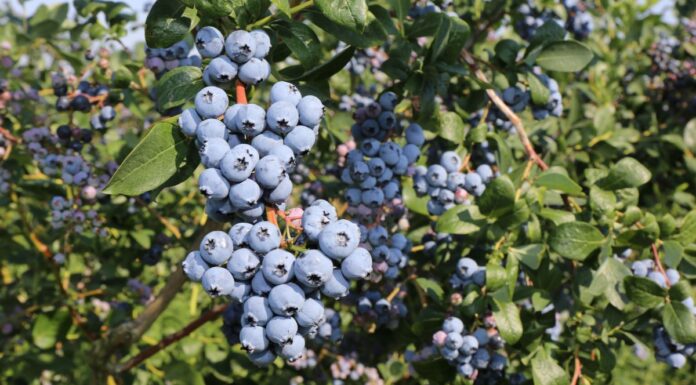 Borówka – koniec zbiorów 15 sierpnia?!