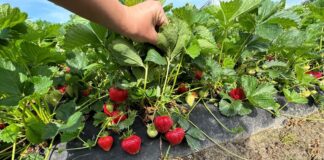 Kwasy humusowe w uprawie truskawek. Praktyczne porady