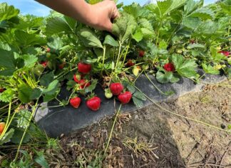 Kwasy humusowe w uprawie truskawek. Praktyczne porady