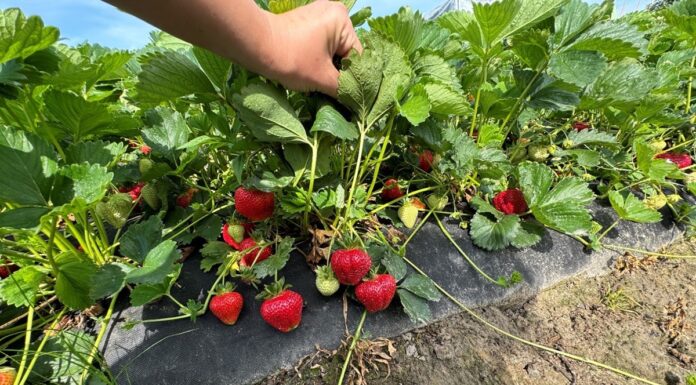 Kwasy humusowe w uprawie truskawek. Praktyczne porady