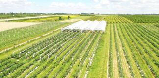 Biostymulacja borówki po posadzeniu i dla uzyskania lepszego plonu