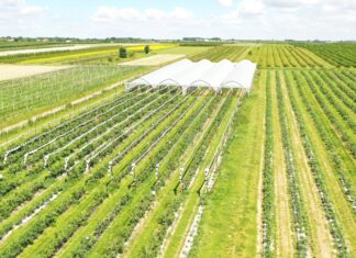 Biostymulacja borówki po posadzeniu i dla uzyskania lepszego plonu