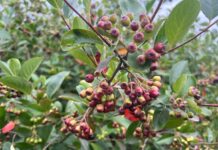 Zbiory aronii o dwa tygodnie wcześniej niż zwykle