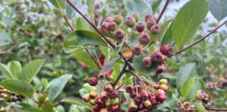 Zbiory aronii o dwa tygodnie wcześniej niż zwykle