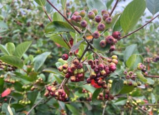 Zbiory aronii o dwa tygodnie wcześniej niż zwykle