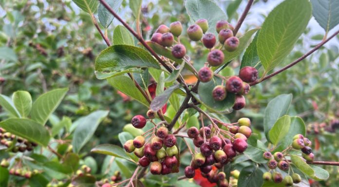 Zbiory aronii o dwa tygodnie wcześniej niż zwykle