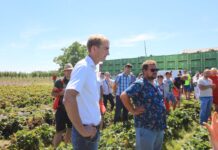 Pięć odmian truskawek – od wczesnych do późnych