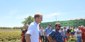 Pięć odmian truskawek – od wczesnych do późnych