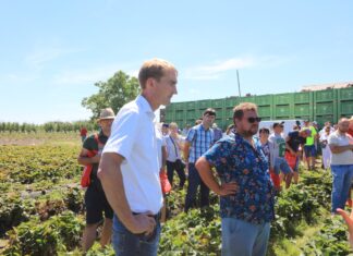Pięć odmian truskawek – od wczesnych do późnych