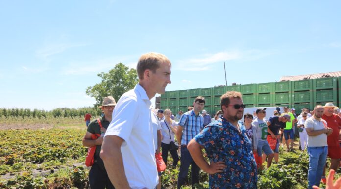 Pięć odmian truskawek – od wczesnych do późnych