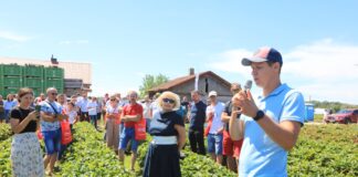 Odmiany truskawek dobre do przyspieszania