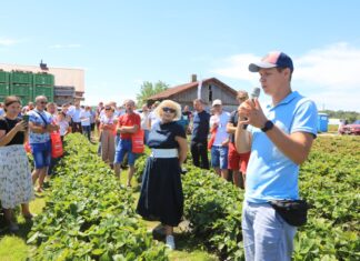 Odmiany truskawek dobre do przyspieszania
