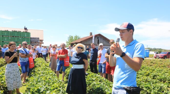 Odmiany truskawek dobre do przyspieszania