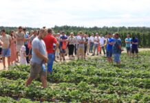 Duże plony truskawek już 40 dni od założenia plantacji