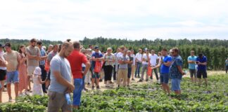 Duże plony truskawek już 40 dni od założenia plantacji