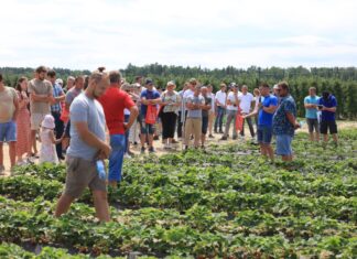 Duże plony truskawek już 40 dni od założenia plantacji