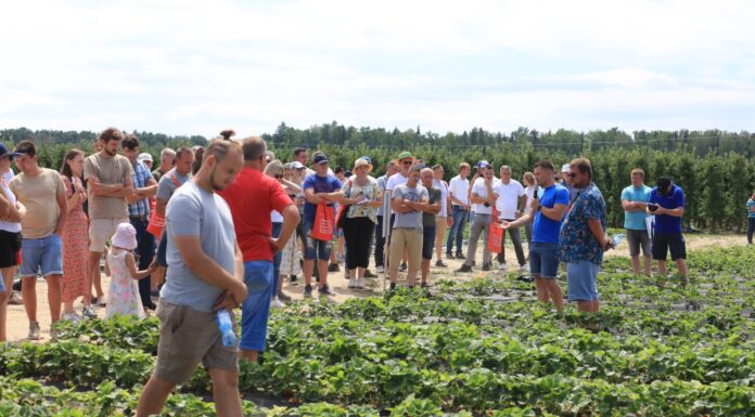 Duże plony truskawek już 40 dni od założenia plantacji