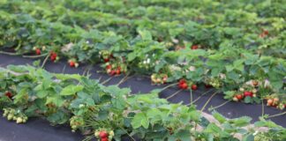 Odmiany truskawek w czasie finału Truskawkowych Inspiracji