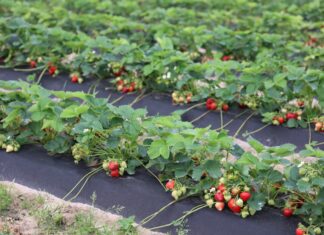Odmiany truskawek w czasie finału Truskawkowych Inspiracji
