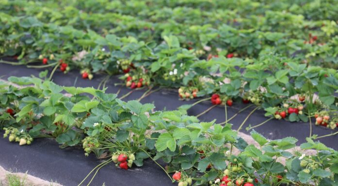Odmiany truskawek w czasie finału Truskawkowych Inspiracji