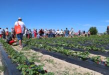 Folie do uprawy truskawek na zagonach – co trzeba wiedzieć?