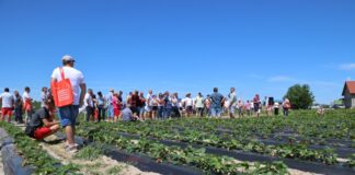 Folie do uprawy truskawek na zagonach – co trzeba wiedzieć?