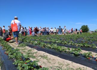 Folie do uprawy truskawek na zagonach – co trzeba wiedzieć?