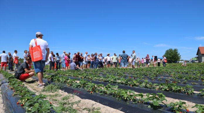 Folie do uprawy truskawek na zagonach – co trzeba wiedzieć?