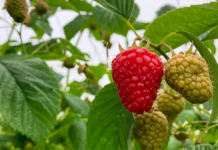 Najsmaczniejsze maliny i truskawki