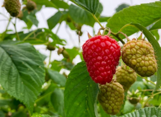 Najsmaczniejsze maliny i truskawki