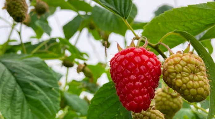 Najsmaczniejsze maliny i truskawki