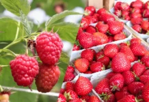 Ceny malin i truskawek – notowania w połowie lipca. Borówka amerykańska w dyskontach.