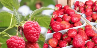 Ceny malin i truskawek – notowania w połowie lipca. Borówka amerykańska w dyskontach.