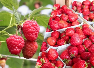 Ceny malin i truskawek – notowania w połowie lipca. Borówka amerykańska w dyskontach.