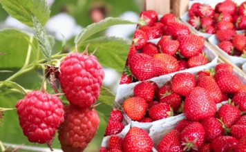 Ceny malin i truskawek – notowania w połowie lipca. Borówka amerykańska w dyskontach.