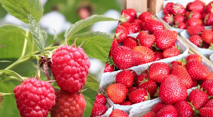 Ceny malin i truskawek – notowania w połowie lipca. Borówka amerykańska w dyskontach.