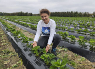O plantacje truskawek trzeba zadbać właśnie teraz
