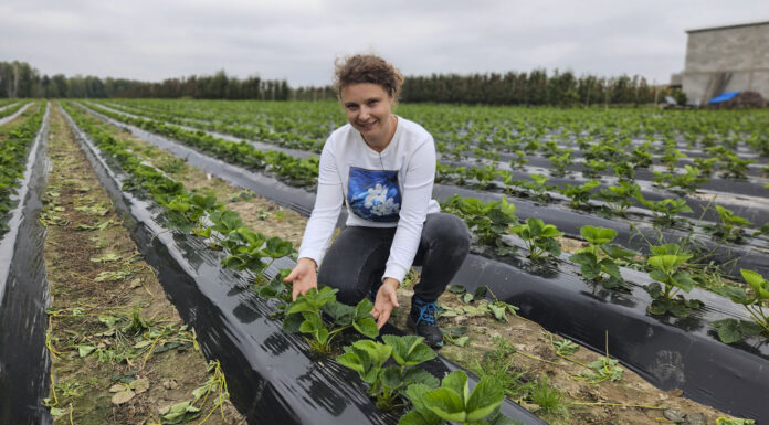 O plantacje truskawek trzeba zadbać właśnie teraz
