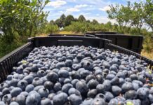 Borówka 2024. Czy to już koniec sezonu?