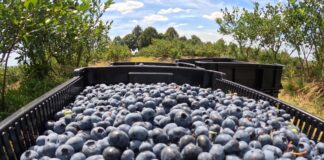 Borówka 2024. Czy to już koniec sezonu?