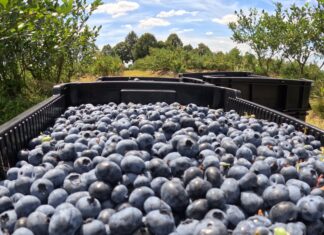 Borówka 2024. Czy to już koniec sezonu?