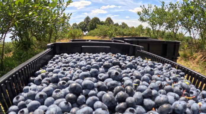 Borówka 2024. Czy to już koniec sezonu?