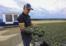 Ogromne inwestycje Agronom Plants w najnowszą technologię produkcji sadzonek truskawek