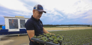 Ogromne inwestycje Agronom Plants w najnowszą technologię produkcji sadzonek truskawek