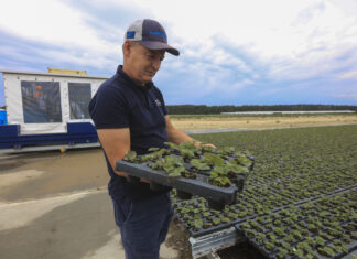 Ogromne inwestycje Agronom Plants w najnowszą technologię produkcji sadzonek truskawek