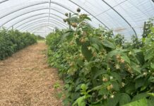 Popraw jakość owoców na plantacjach malin jesiennych i przygotuj letnie maliny na zimę