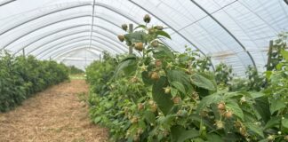 Popraw jakość owoców na plantacjach malin jesiennych i przygotuj letnie maliny na zimę